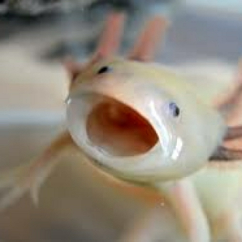 Meet your Posher, Debora